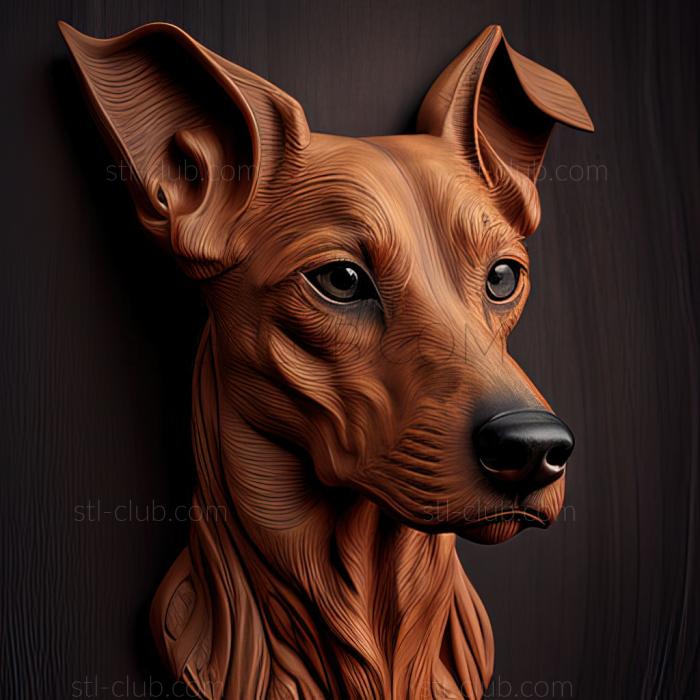 st Austrian Pinscher dog